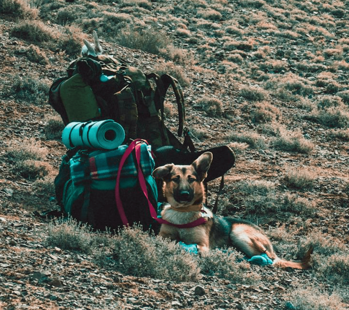 Hundevennlige Hoteller - Enkelt å booke hotell når du skal ta med hunden på tur